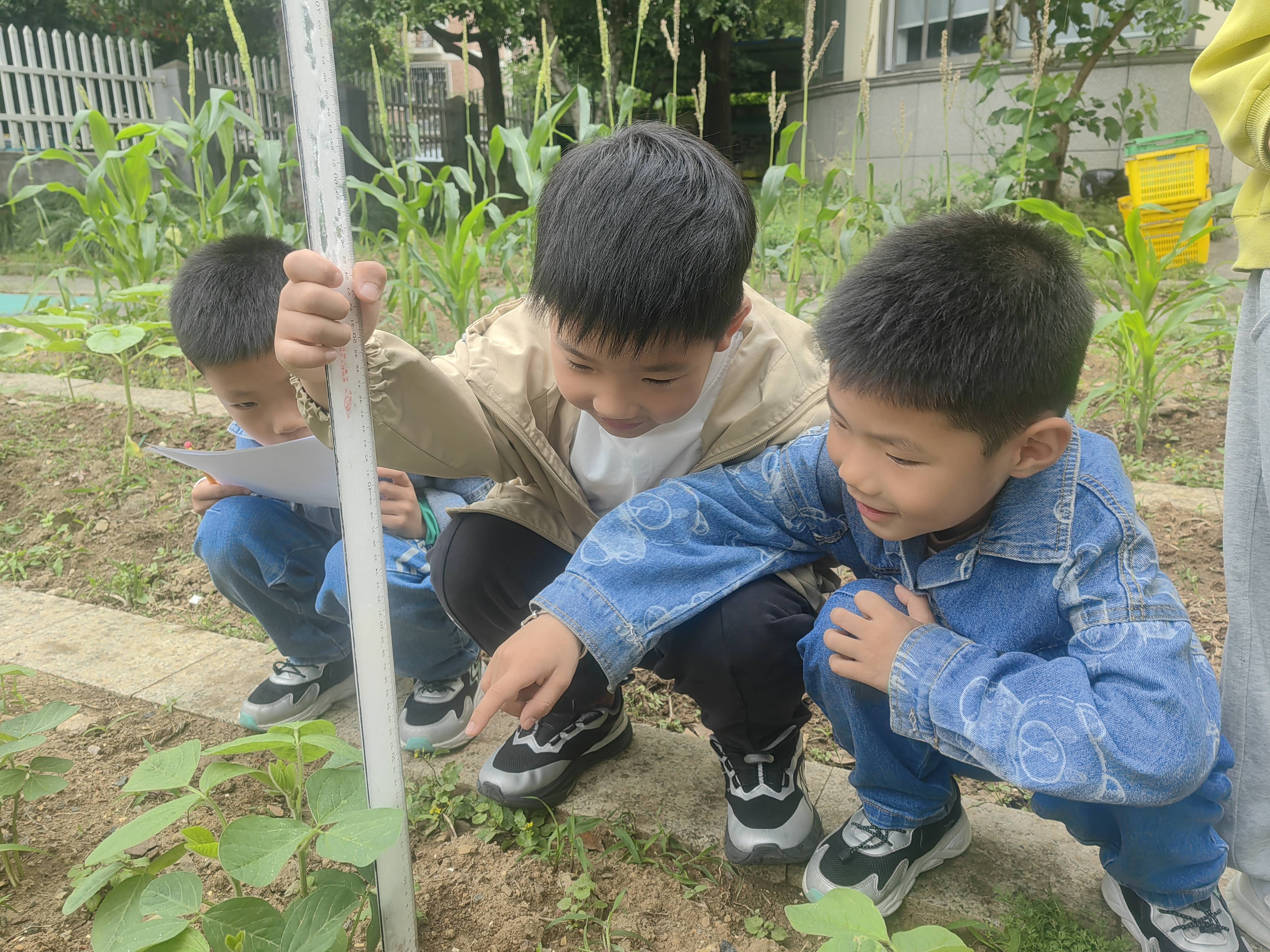 柯桥裕民幼儿园开展毛豆种植劳动教育活动