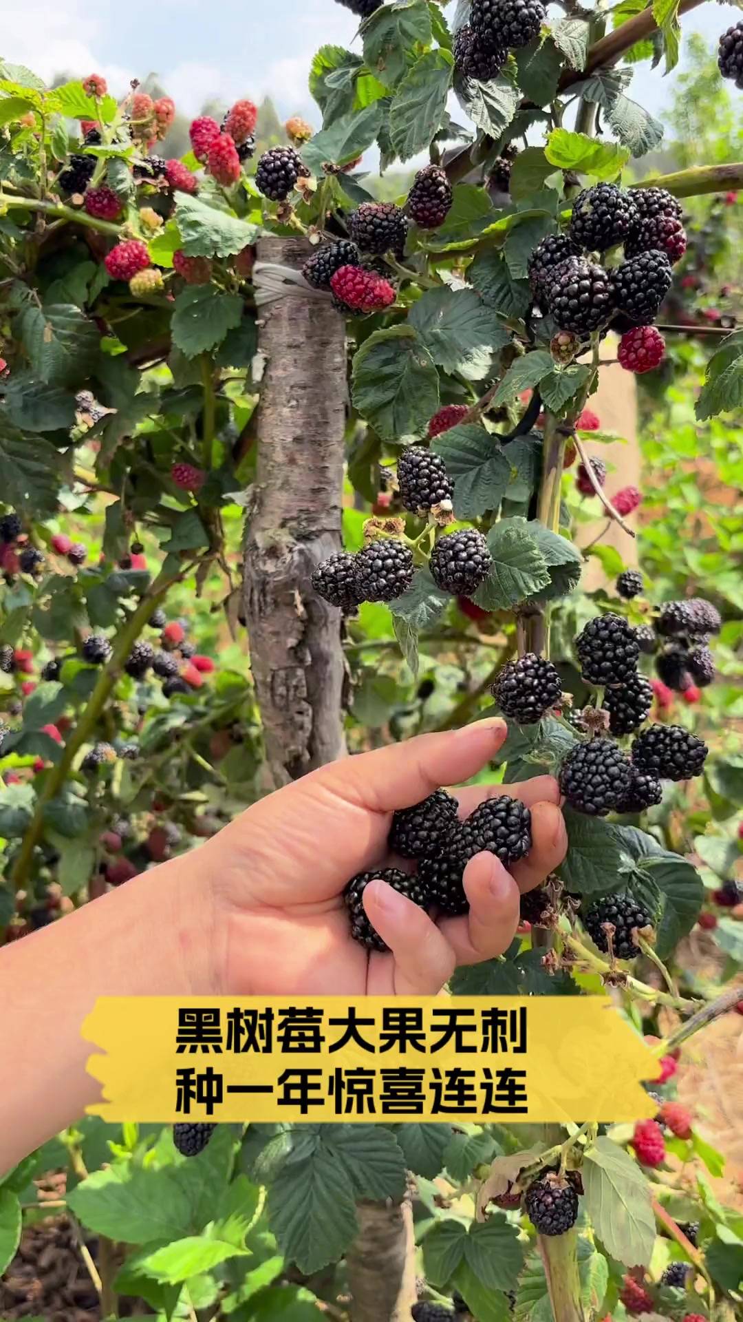 黑树莓的奇迹：吕文扬的元诚健康选择__黑树莓的奇迹：吕文扬的元诚健康选择
