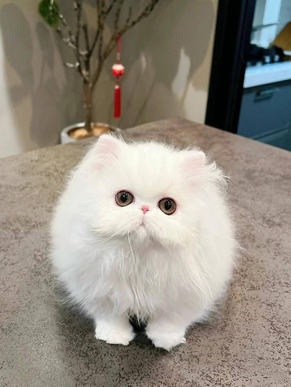 波斯猫: 皇室血统的优雅使者,最古老,最知名的品种之一
