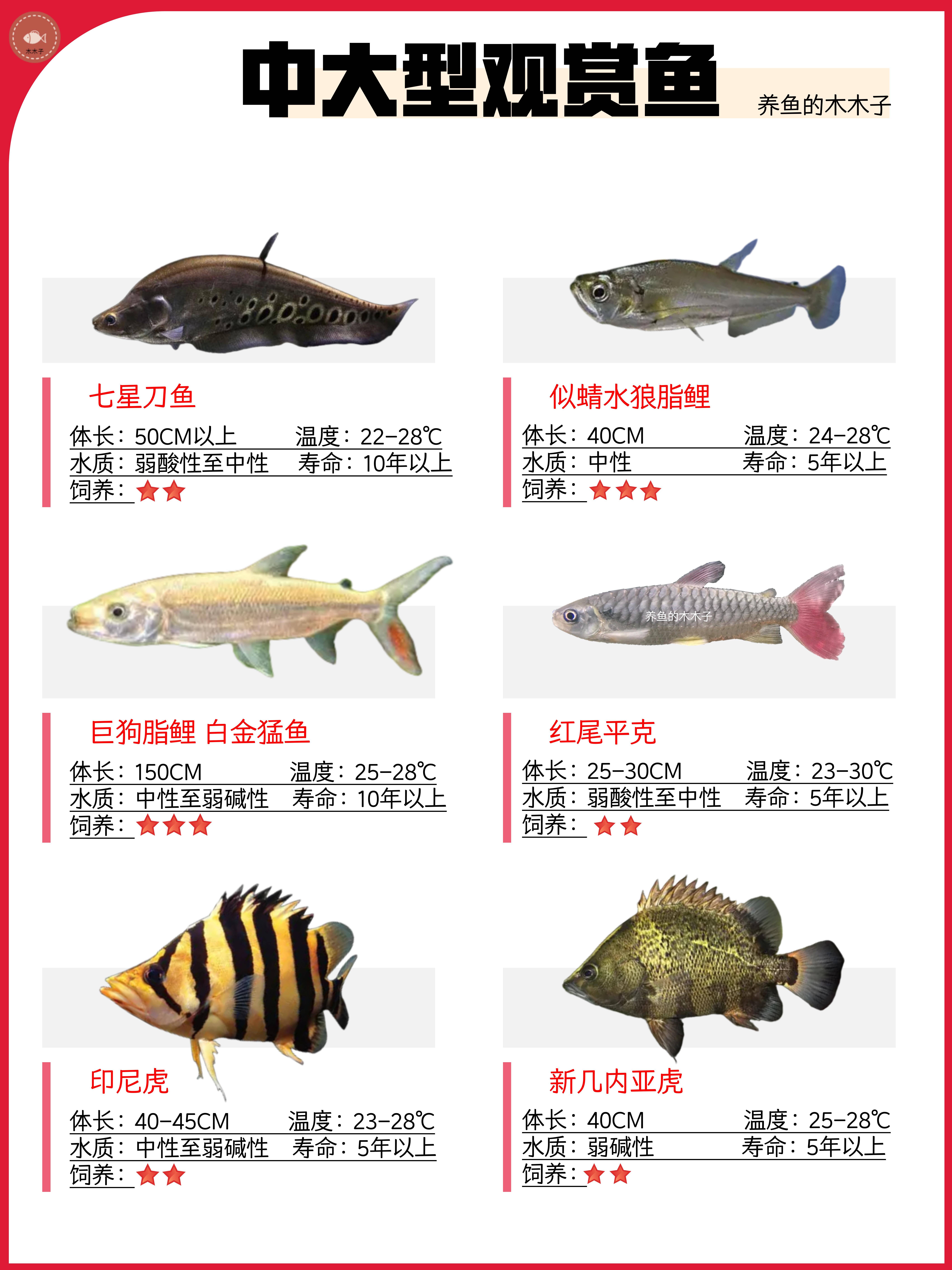 中大型观赏鱼图鉴