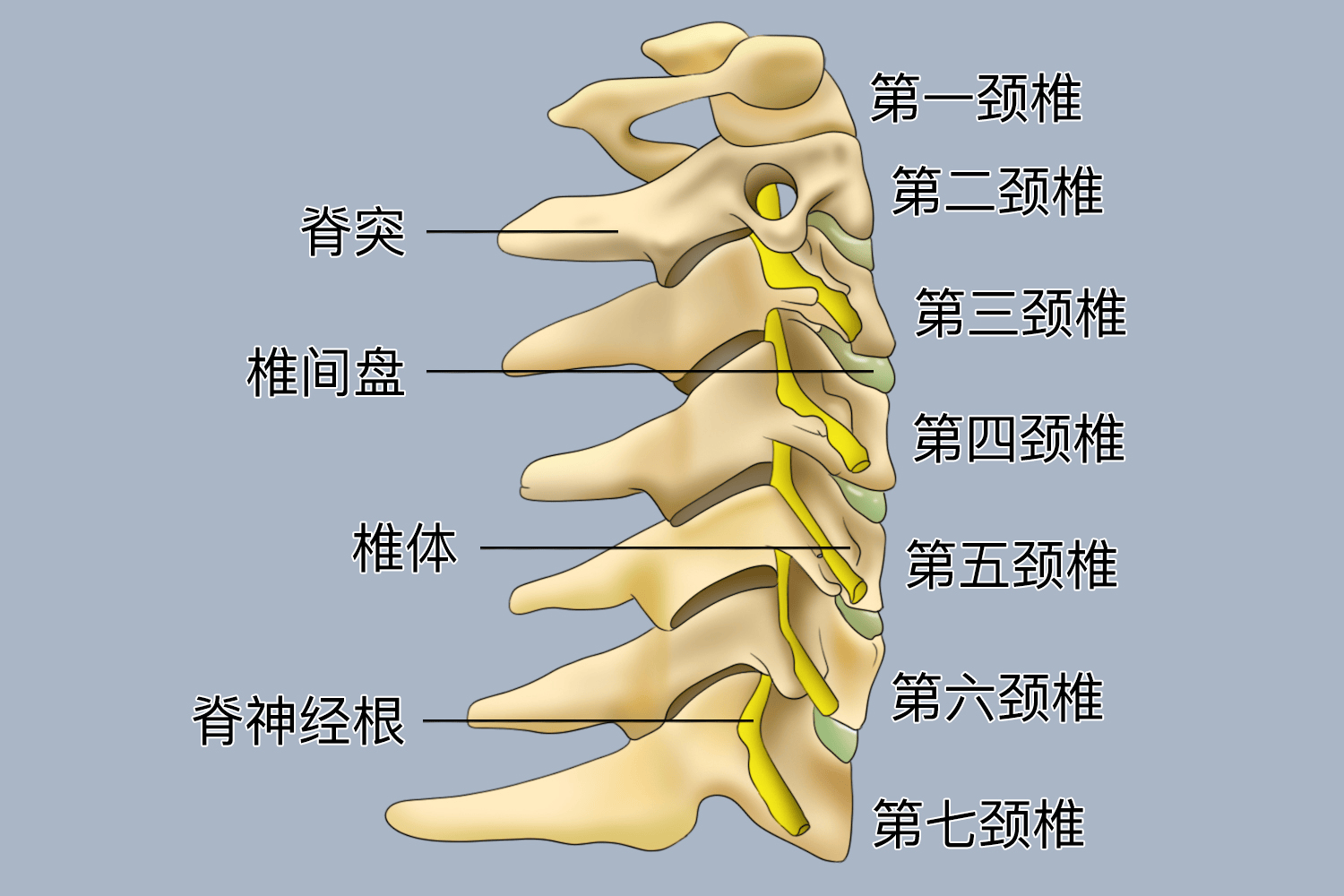 上海强直医院脊柱可视内镜技术为中晚期颈椎受限患者重塑颈部自由