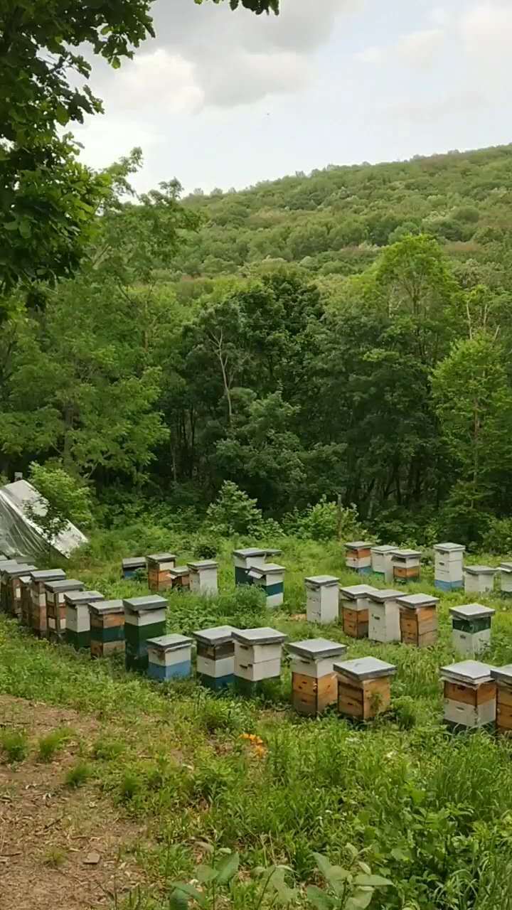 中华蜂养殖：带你走进大自然的甜蜜世界
