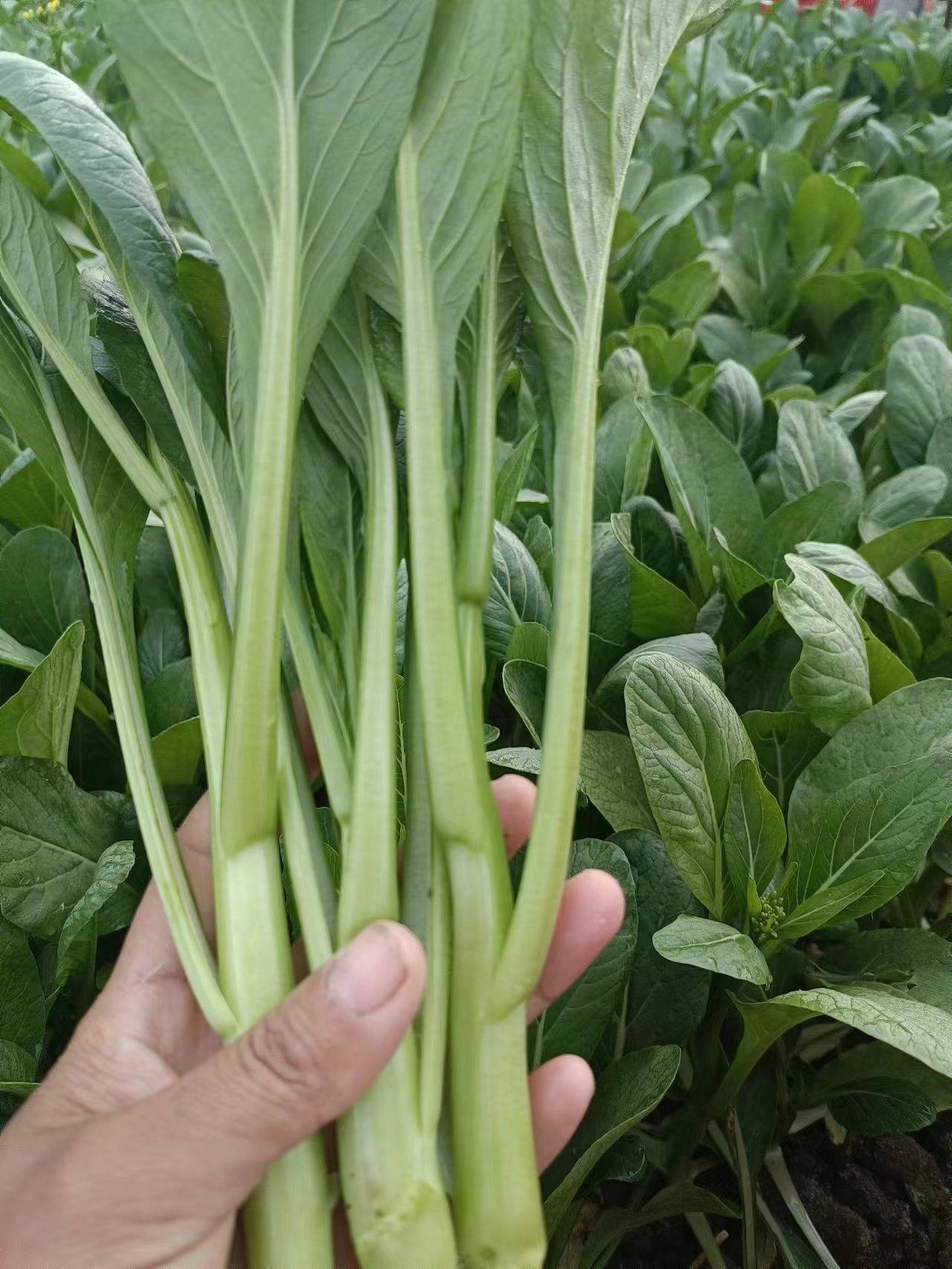 安徽蔬菜种子供应:上海青与毛白菜的稳定之选