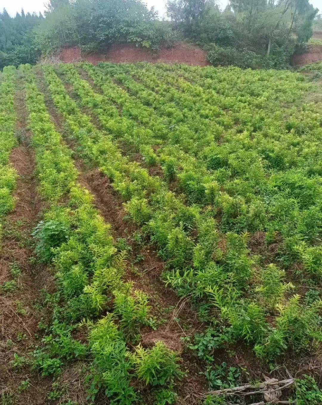 湖北省帮国农农业科技有限公司白芨合作种植前景无限 诚信扶持 未来可
