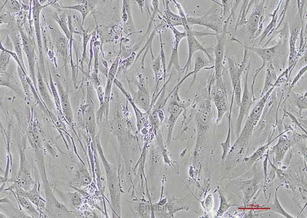 人皮肤成纤维细胞