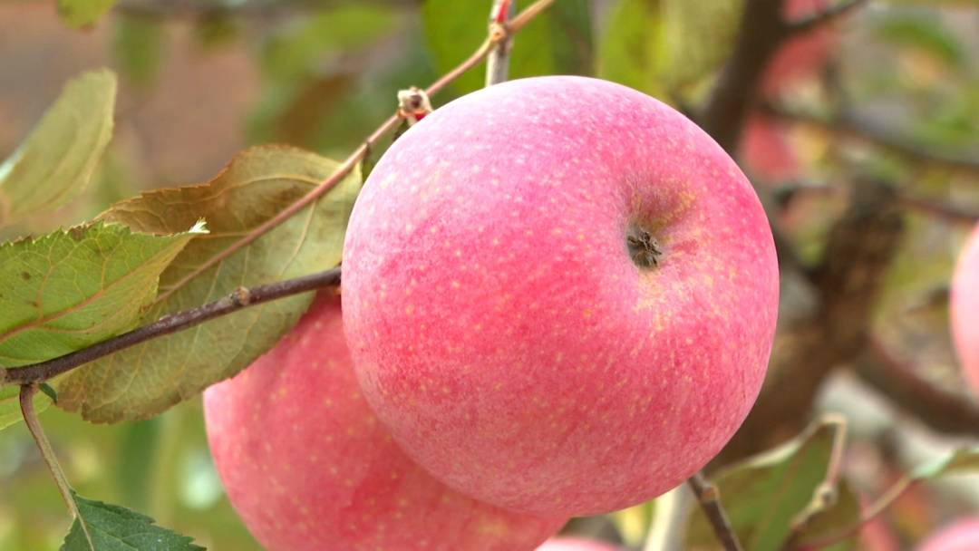 果香弥漫 粉红遍野 瓦房店国光苹果深秋收获忙