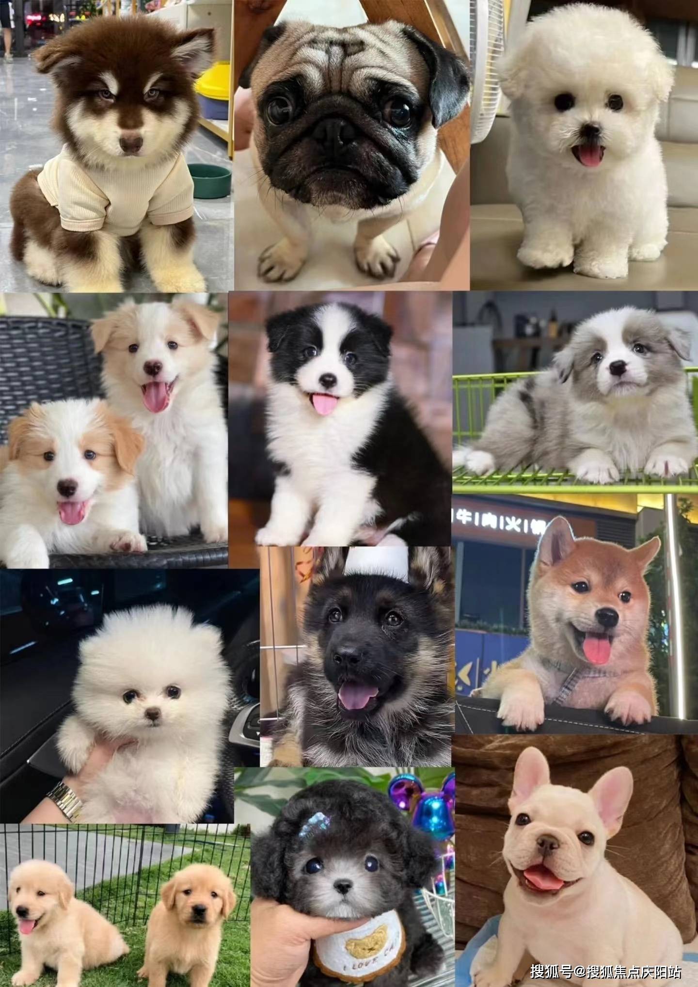 苏州买萨摩耶犬的宠物店哪家口碑好这里有你想要的安全保障还能亲自