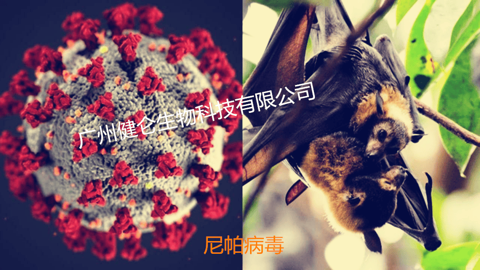  今年新出来的病毒(今年新出来的病毒叫啥)