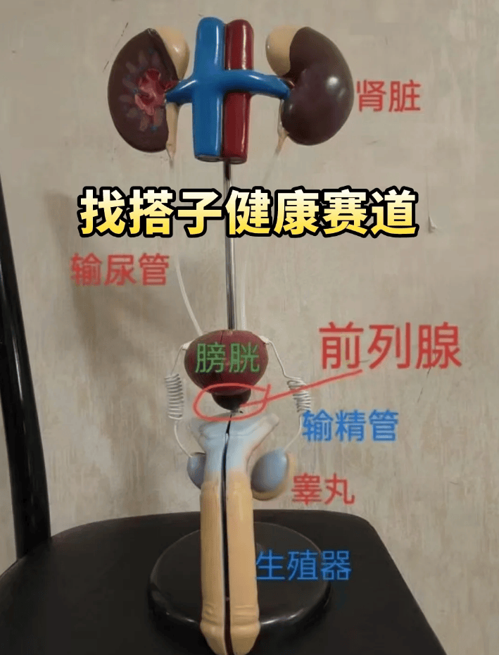 30+男性精力差与前列腺问题凸显，养or不养引分歧，谁才是正道？