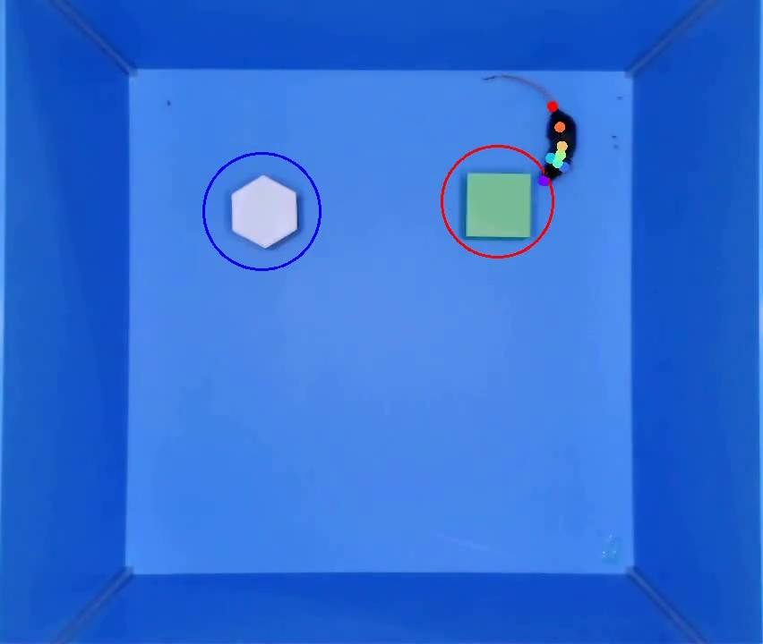 大小鼠新物体识别系统.jpg