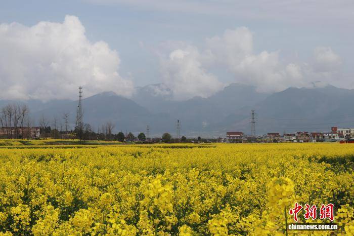 陕西汉中百万亩油菜花海盛放 吸引游人赏花踏春_李一_中新社_皇塘