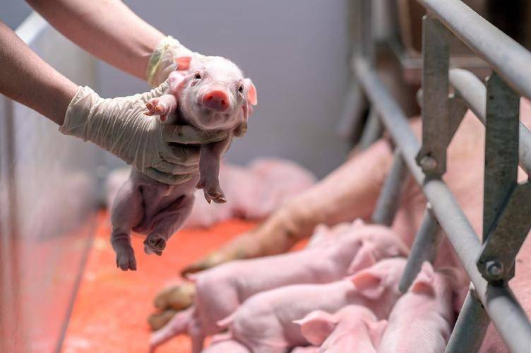 一头猪亏五百：散户被清场，养猪大户的春天会来吗？-锋巢网