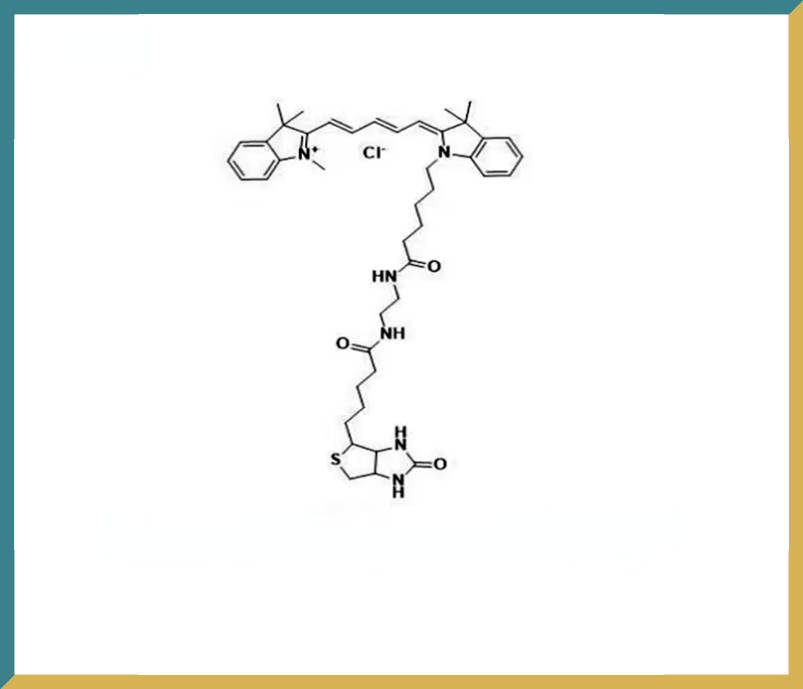 新研博美Cyanine5 Biotin.jpg