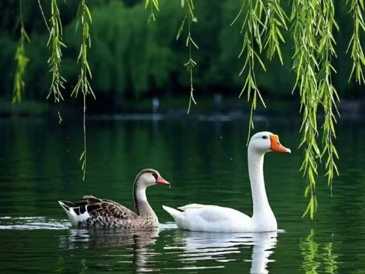 Tử vi 28/7: Quý nhân phù trợ, tài năng thăng hoa, nhưng tuyệt đối tránh kiện tụng!