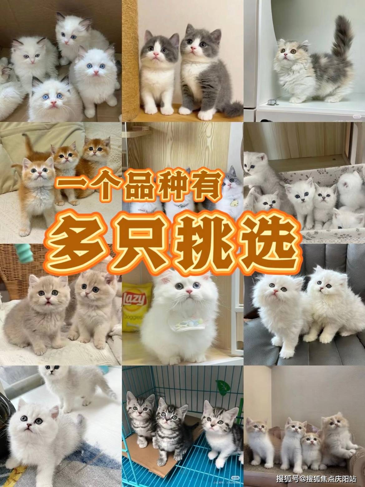 武汉买金毛犬(武汉)哪里可以买到品相好的金毛犬丨武汉福安家宠物店