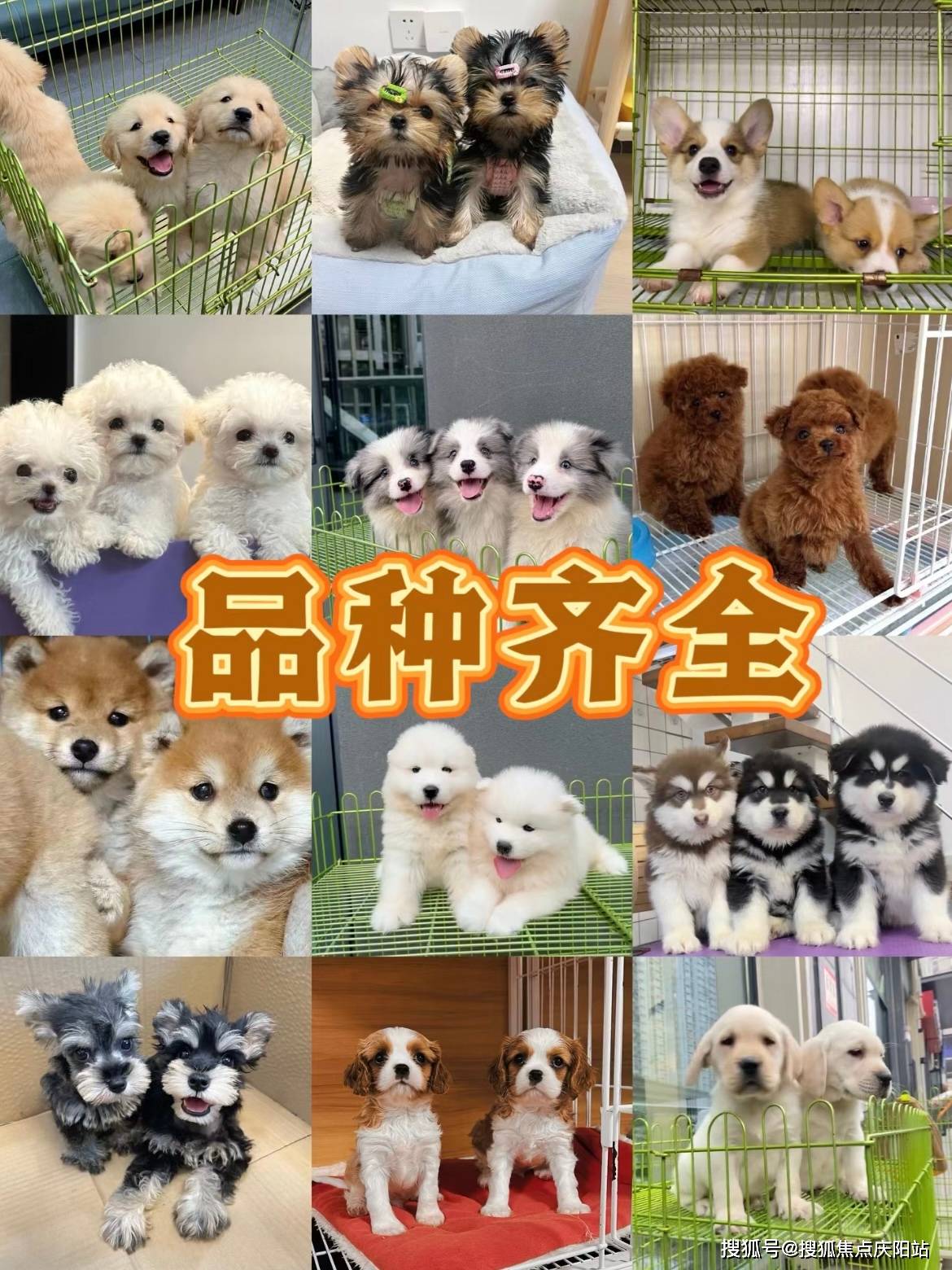 武汉买金毛犬(武汉)哪里可以买到品相好的金毛犬丨武汉福安家宠物店