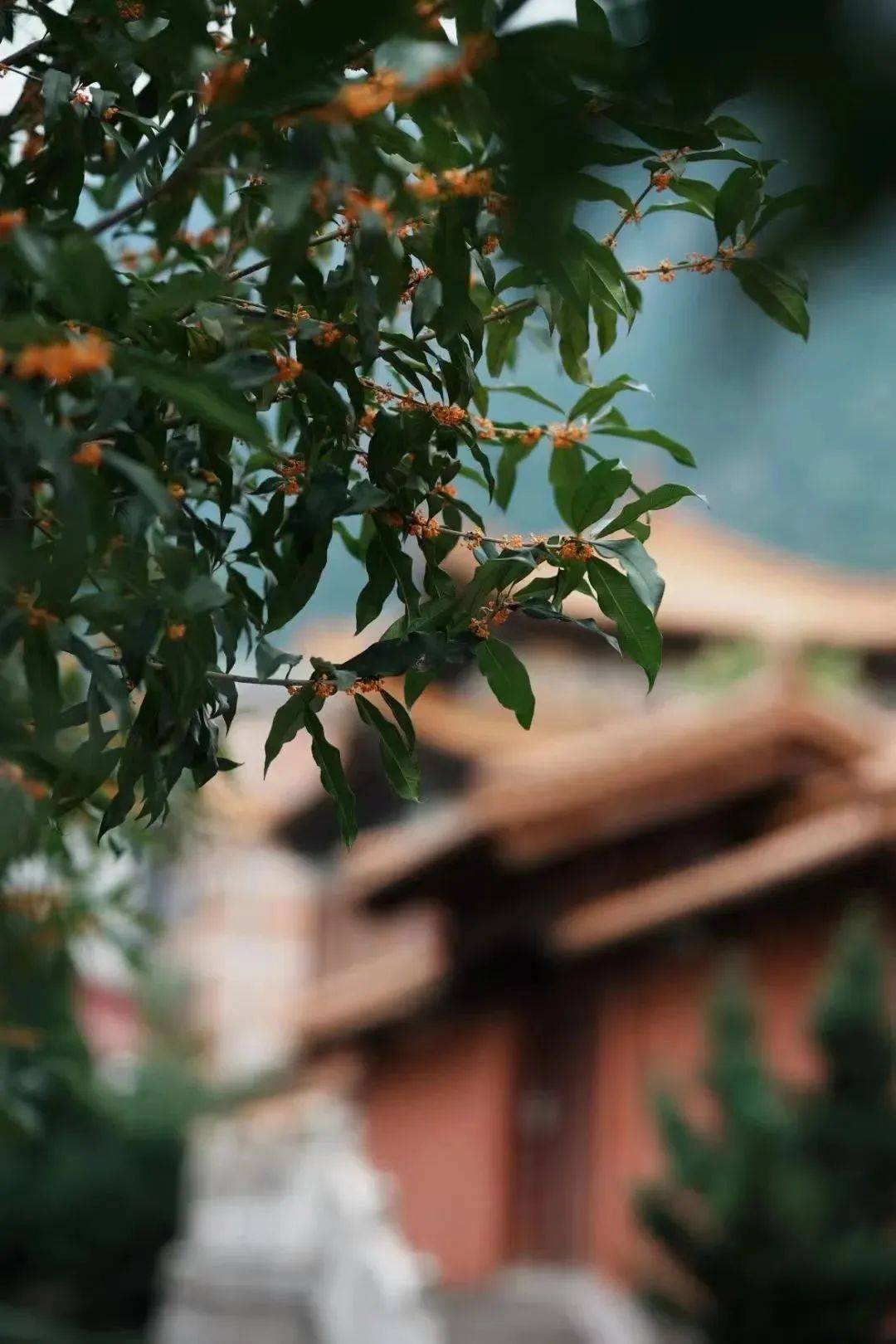 风谷山居|小红书@风谷山居(已获授权,未经允许请勿转载使用)满树桂花