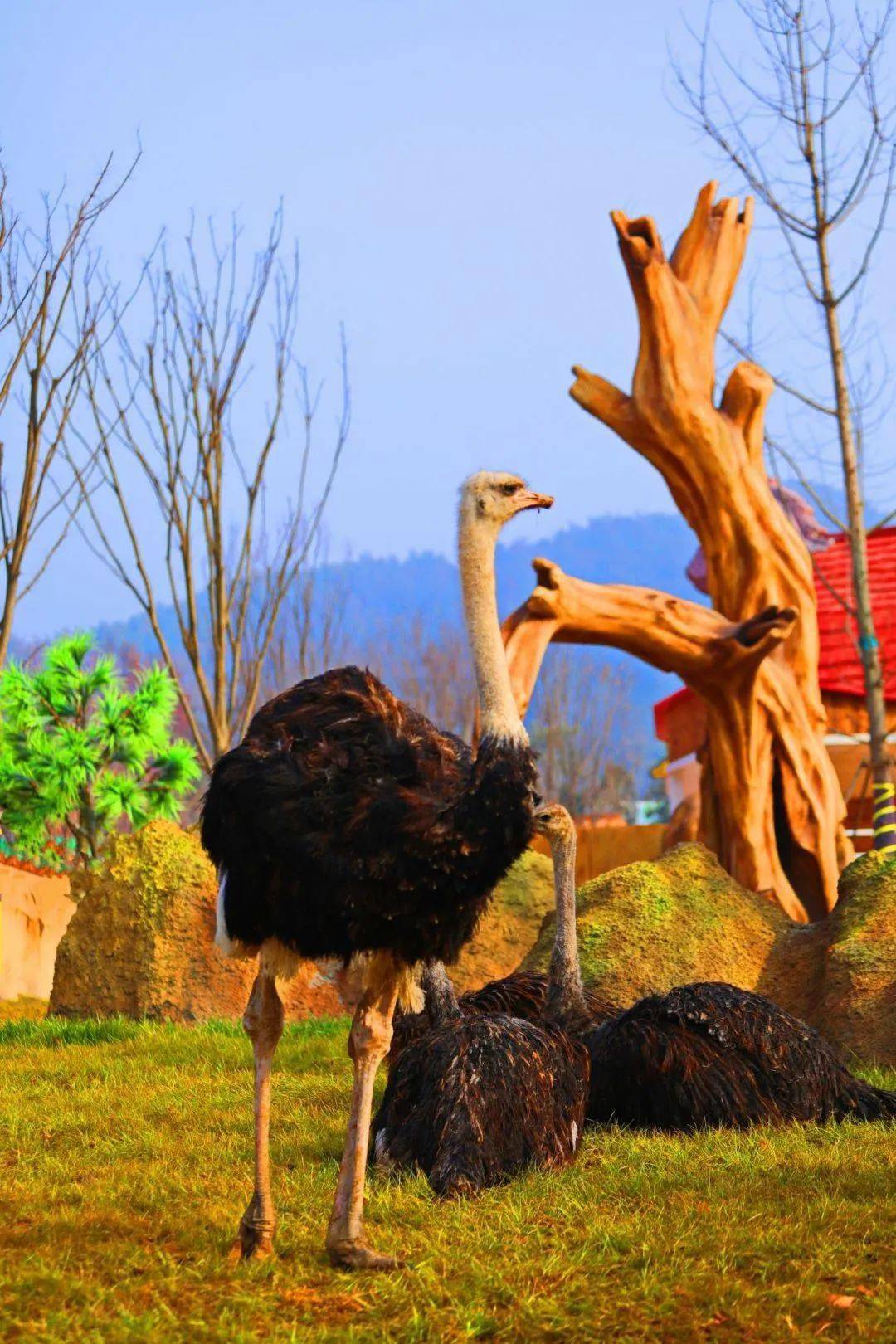 【图说·绍兴】兰亭森林动物王国之行_资讯_生活_平台