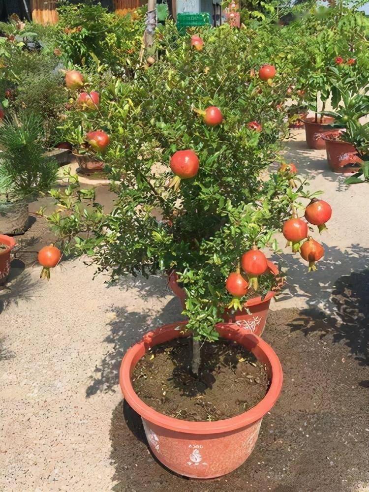 3,后期养护管理石榴树在春季的时候生长速度最快,这个时候一定要放在