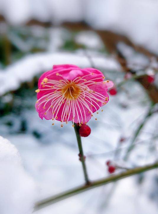 早讀| 今日小寒——梅花香自苦寒來_人生_生命_攝影