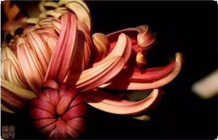 ▼22,金皇后花开不并百花丛,独立疏篱趣味浓.