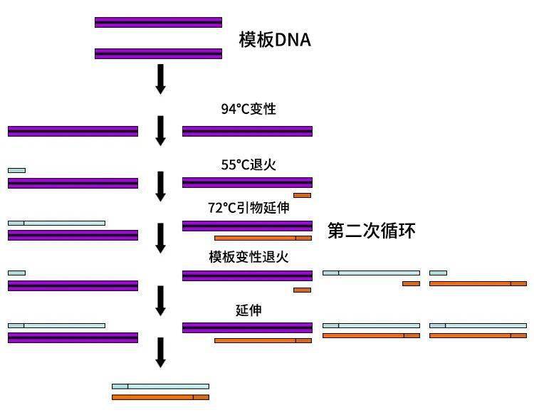 pcr复制四次过程图图片