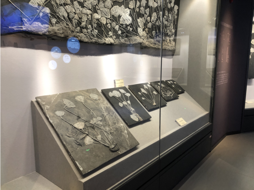 安顺市博物馆"诞生记"_文物_市民_历史