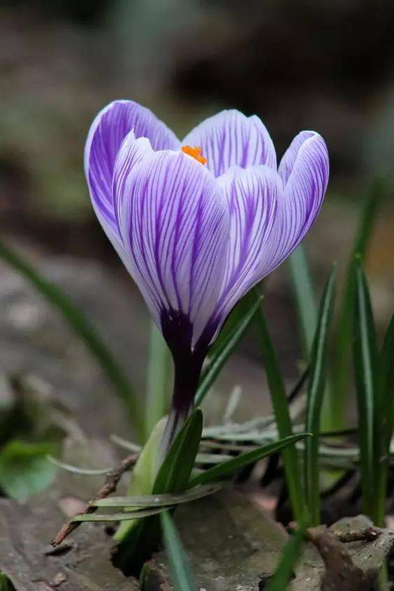 藏红花(番红花)_花色_盆栽_开花