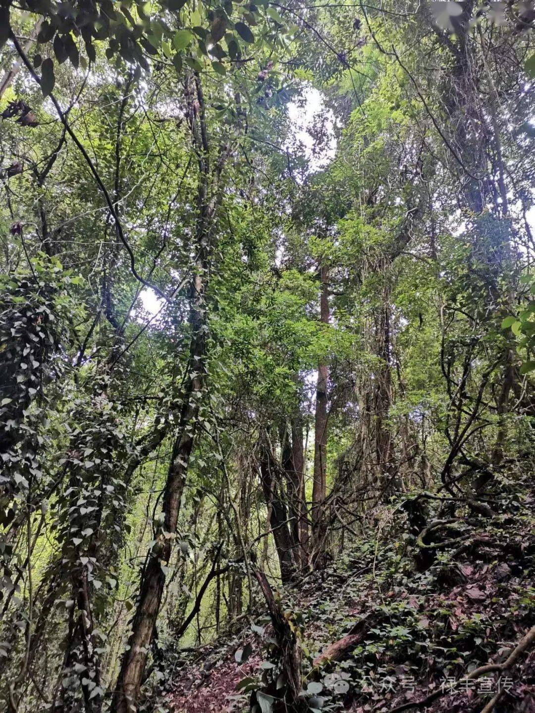 来源禄丰市林业和草原局 赵翠萍本期主编/赵志伟