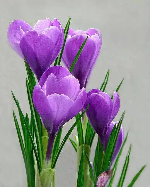 藏红花(番红花)