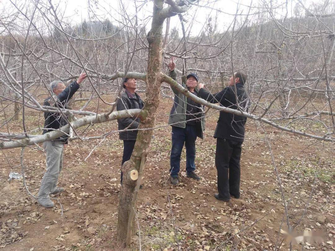 不同樹齡果樹冬剪手法有什麼不同?_主枝_側枝_光照