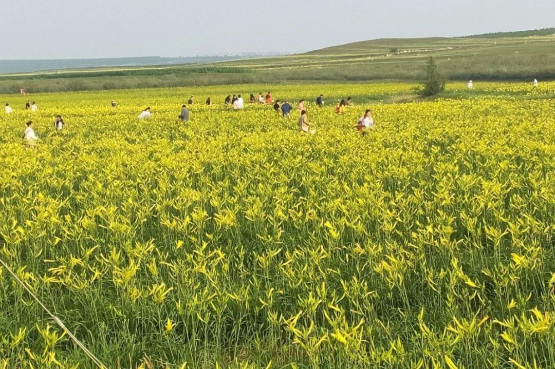 大同黃花產業實現農文旅融合發展_文化_活動月_內涵