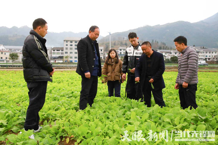 綏陽:加強油菜冬季管培 確保農民豐產增收_種植_田間管理_技術