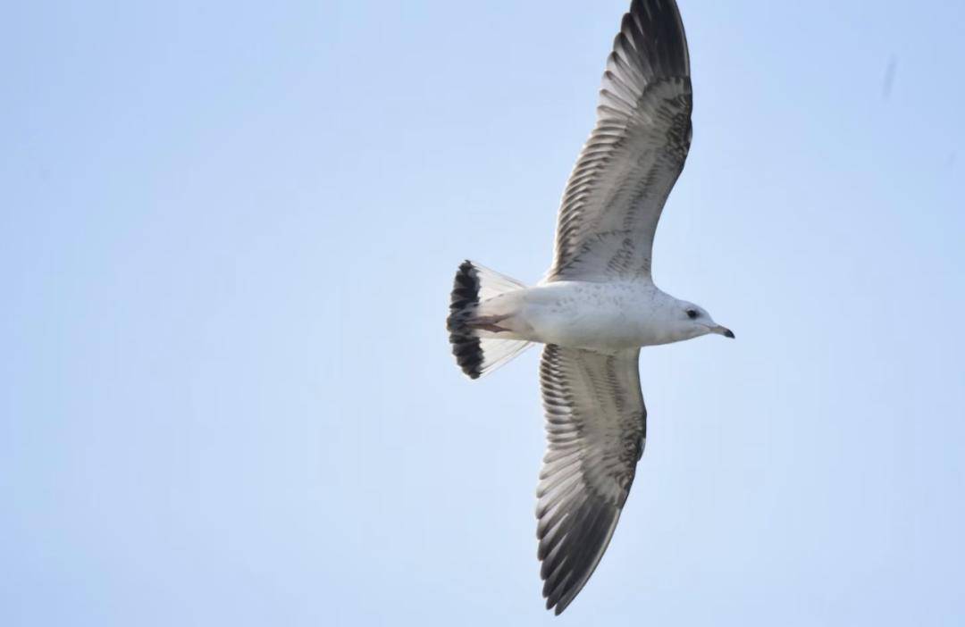 白洋淀野生鸟类 6_白色_保护_黑色