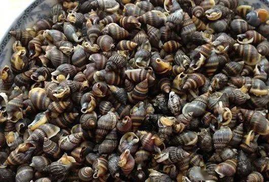 有毒,切勿盲目尝鲜!