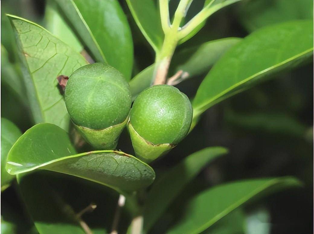 广东常见红树林植物一一半红树及伴生植物_台湾_花冠_椭圆形