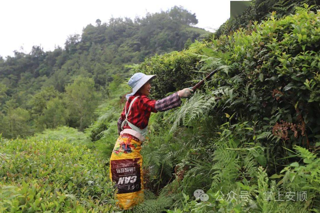 鎮寧江龍鎮:冬季茶園管護忙 來年春茶溢新香_茶葉_種植_茅草村