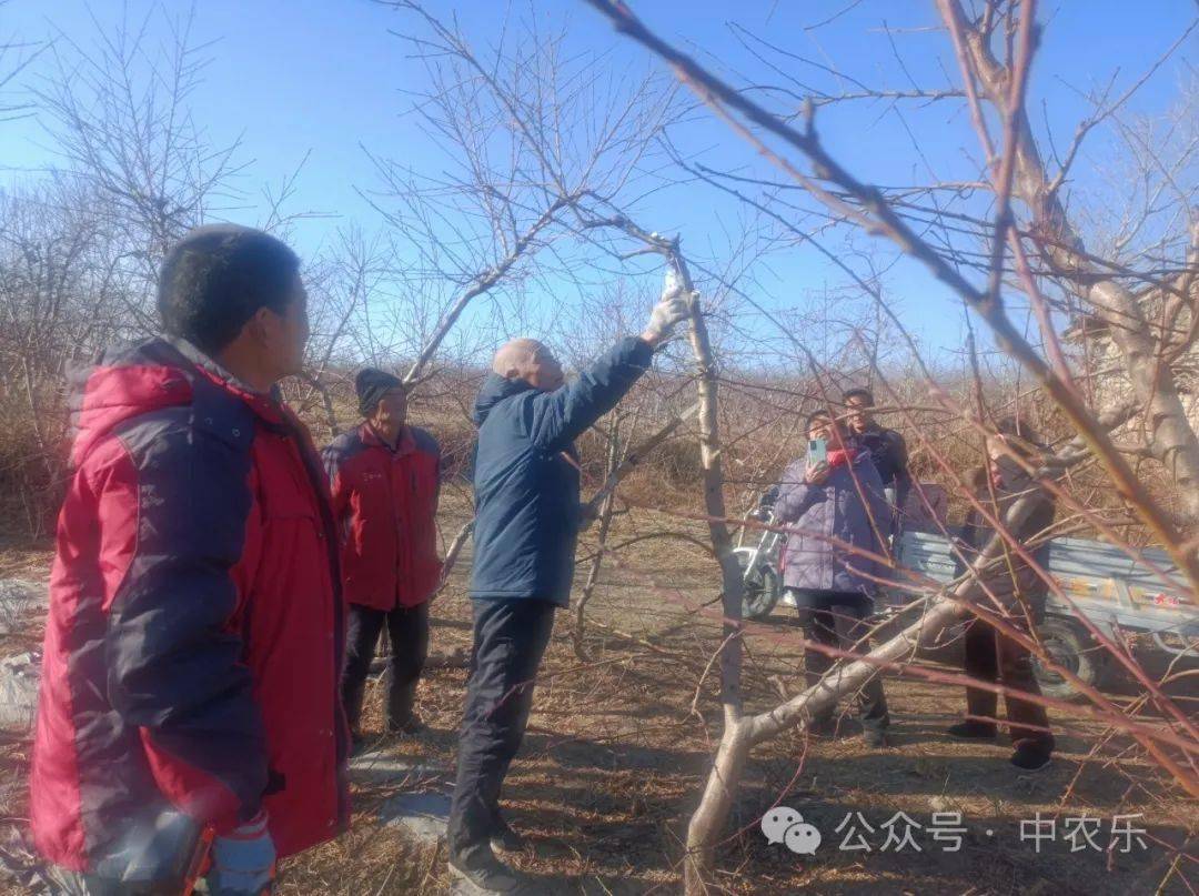 解決y字形桃樹上強下弱冬剪時需要注意五點細節_修剪_影響_主枝