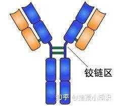 講述免疫球蛋白與抗體的故事_抗原_分子_氨基酸