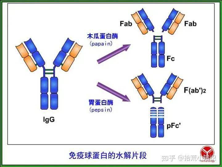 2,pfc ′fc段(fragment crystalizable,可結晶片段)fab段(fragment