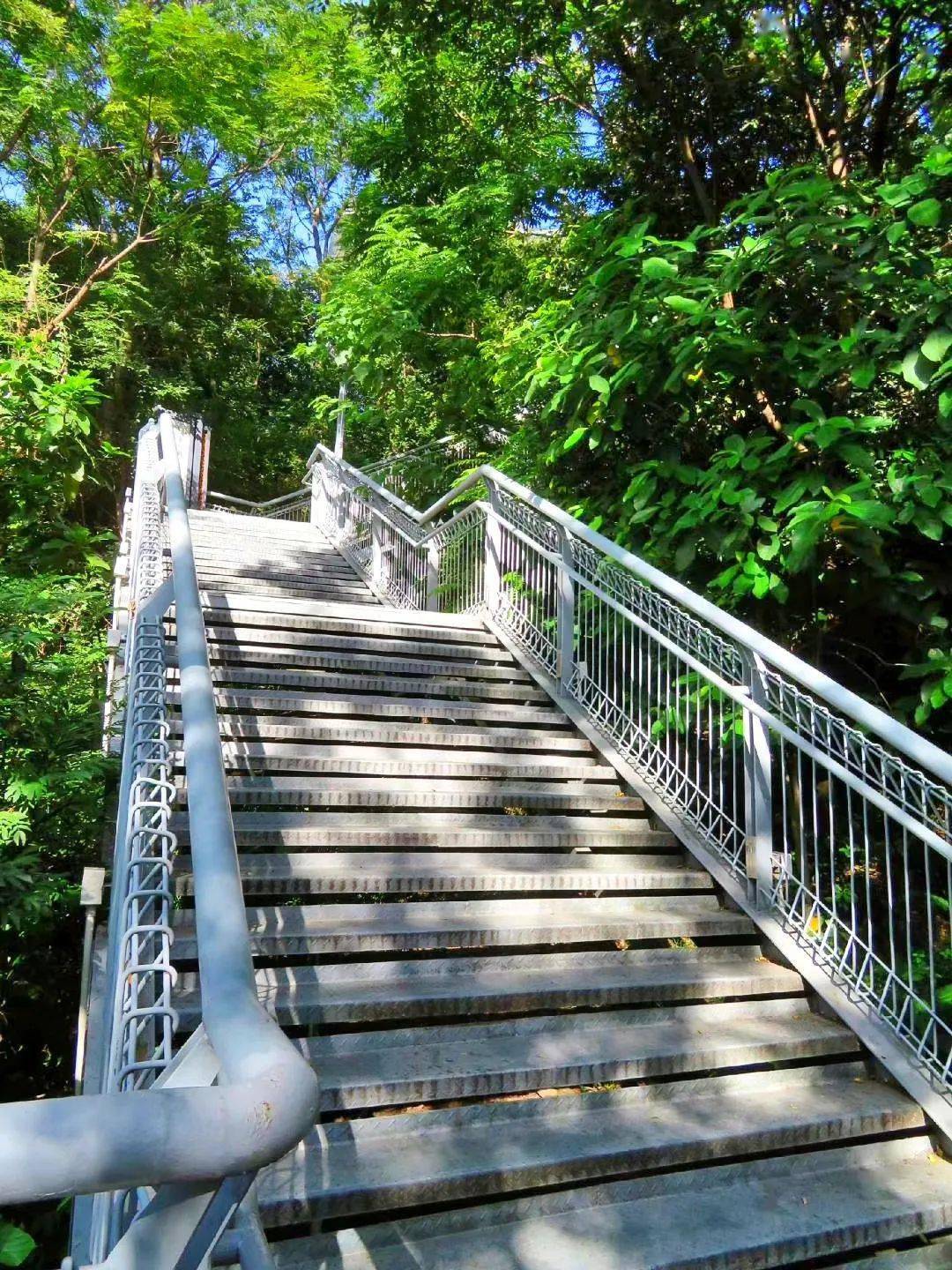 5米的环山架空栈道,设有多处观景平台,被称为顺德大良旧城区的"绿肺