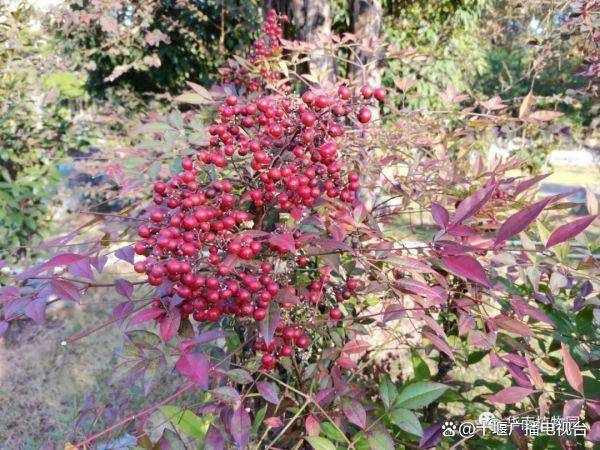 南天竹,又称红杷子,天烛子,红枸子,天竹等,由于其植株优美,果实鲜艳