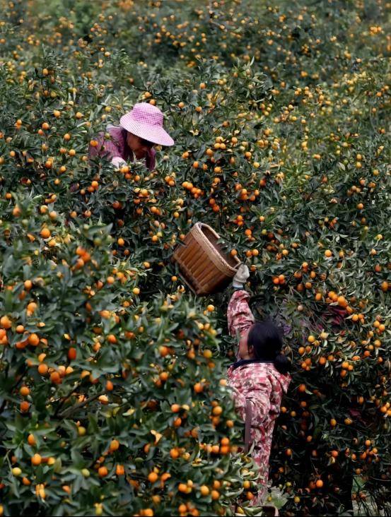 广西推出6条"炫"果线路欢迎全国宝贝_前往_桂林_梧州