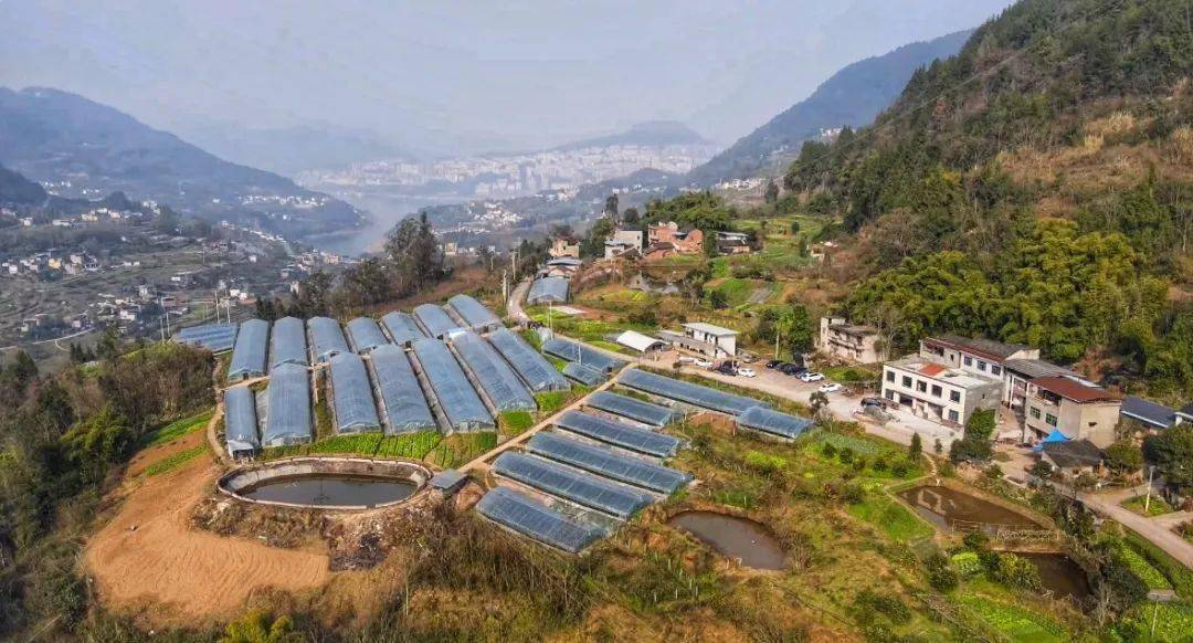 雲陽可以約~_草莓_街道_種植