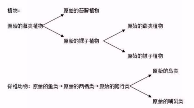 脊椎動物_過程_細胞