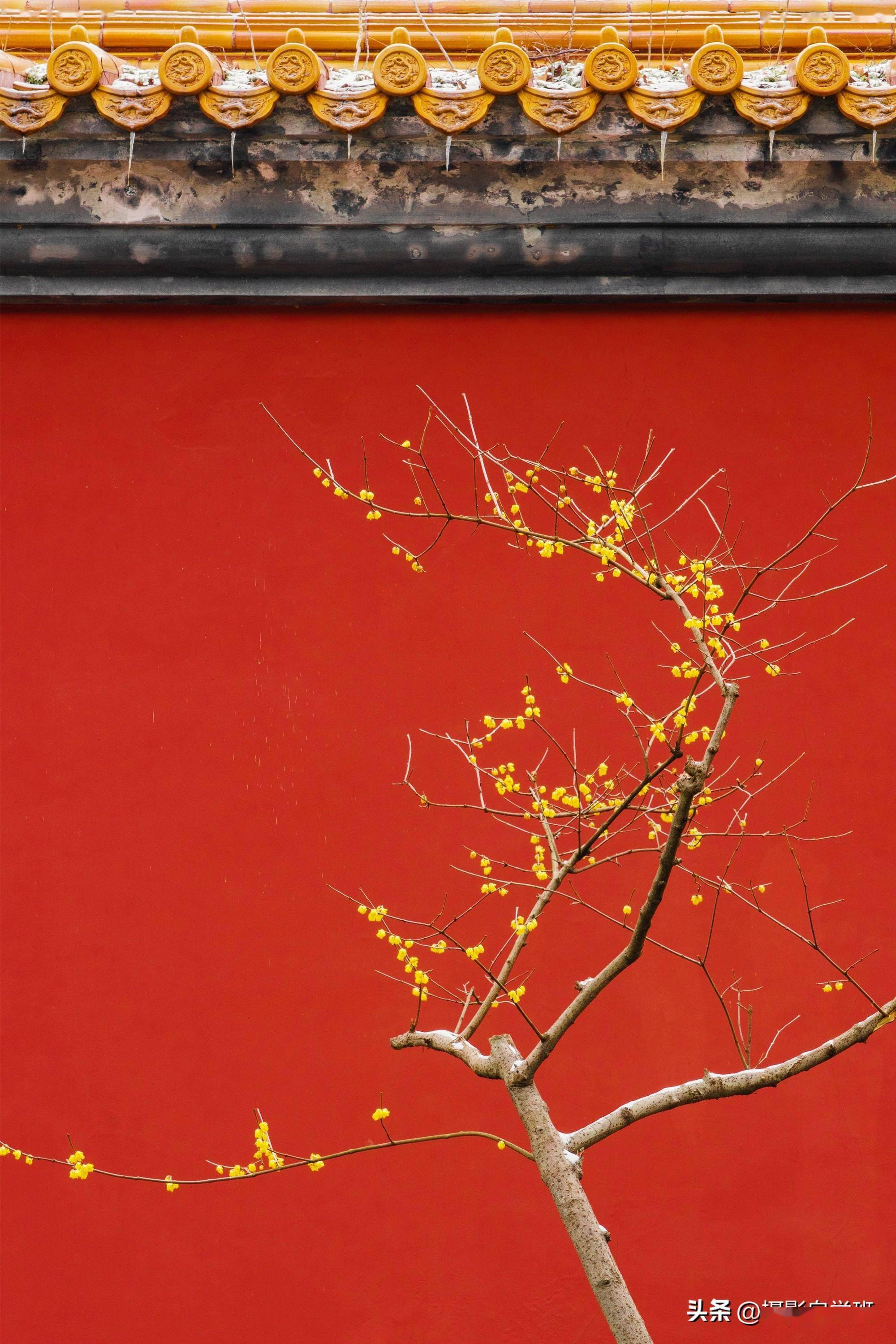 纯色的墙壁或草地都可以作为背景,这样能够将焦点集中在腊梅上,让它的