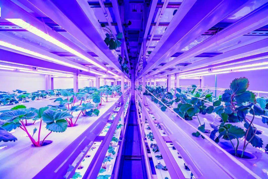 来温江超级植物工厂 感受农业4.0_种植_生产的_建设