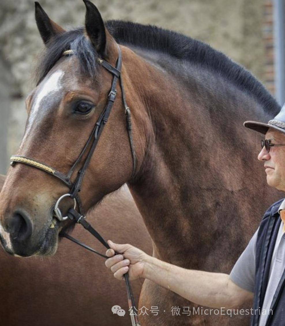温柔巨人——阿登马ardennes horse