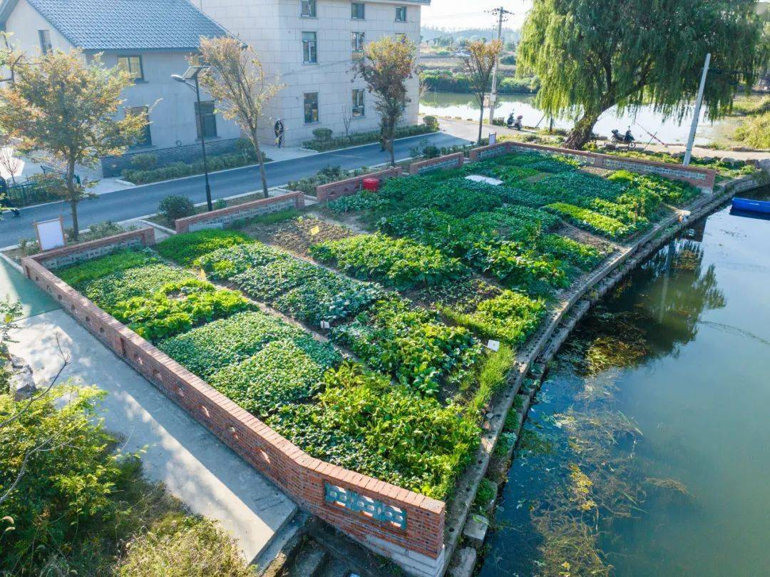 文明村镇 | 美丽乡村,美丽菜园