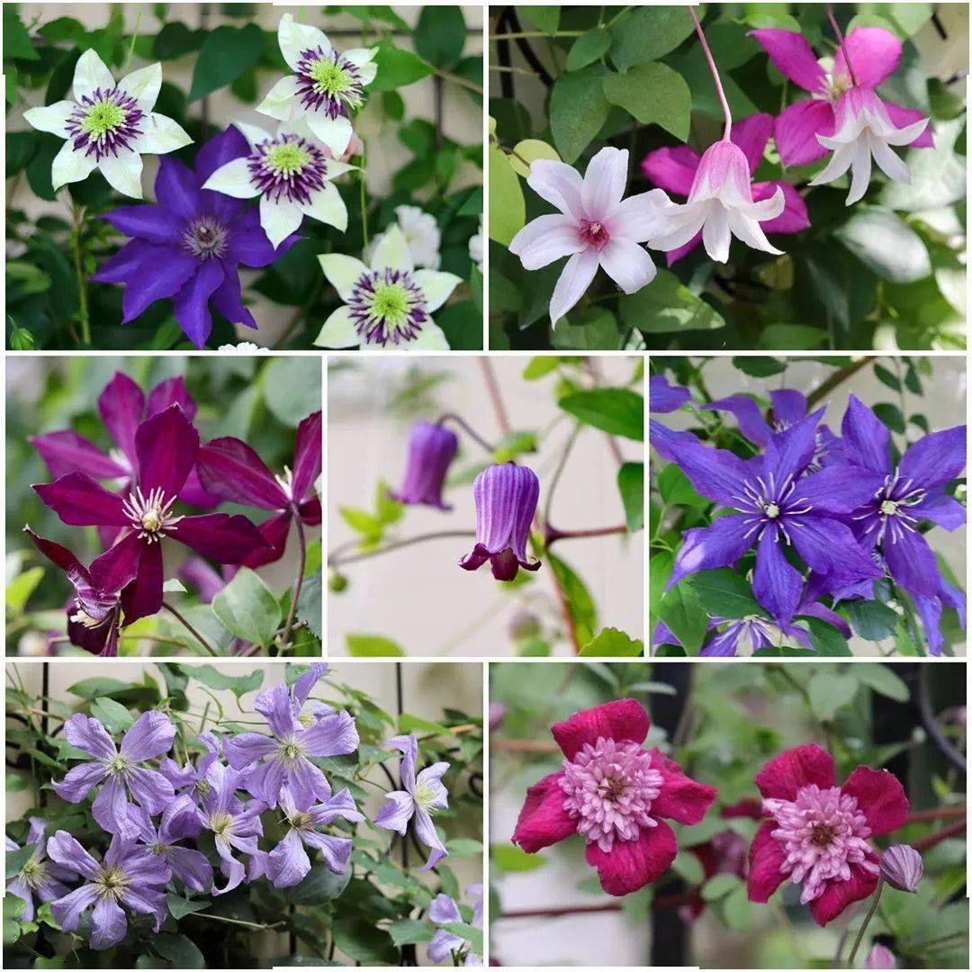 满庭繁花三千色,不可错失这3款常绿铁线莲_花园里_银币_园艺